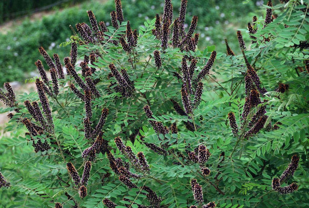  p>紫穗槐(学名: i>amorpha fruticosa /i> linn.