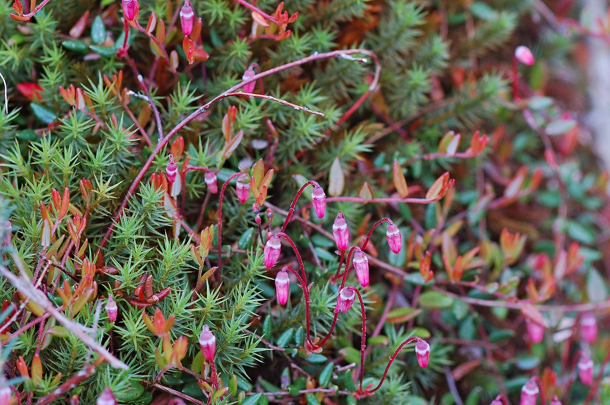  p>红莓苔子(学名: i>vaccinium oxycoccos /i> linn.