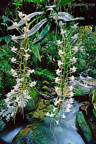 h. hu)是兰科风兰属单子叶植物纲,兰科,万代兰族附生草本植物,小型.