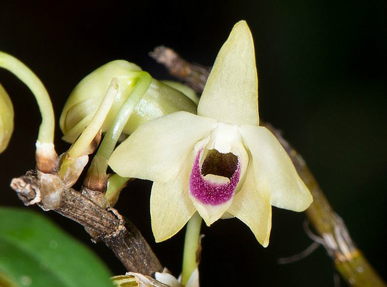  p>曲茎石斛(学名: i>dendrobium flexicaule /i>  z. h. tsi, s. c.