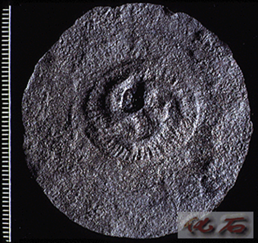 埃迪卡拉生物群