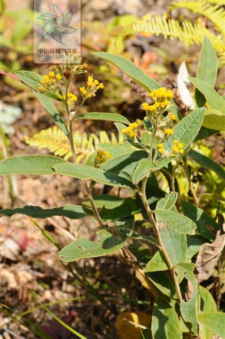  p>密花合耳菊(学名:synotis cappa)是菊科合耳菊属的植物.