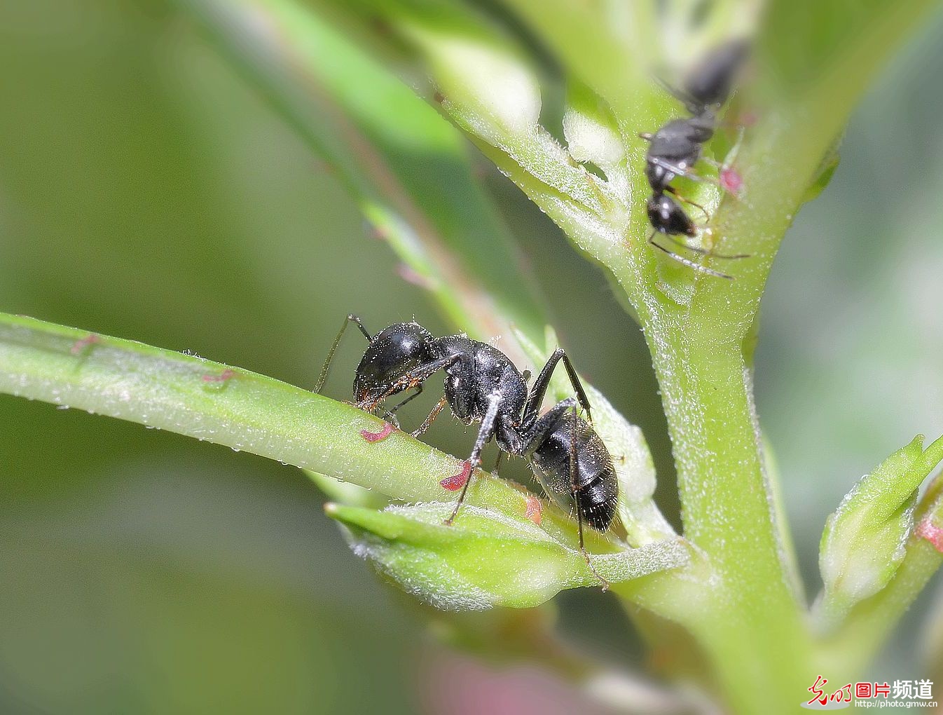 这种 a target="_blank" href="/item/黑蚂蚁/4294999" data-lemmaid=