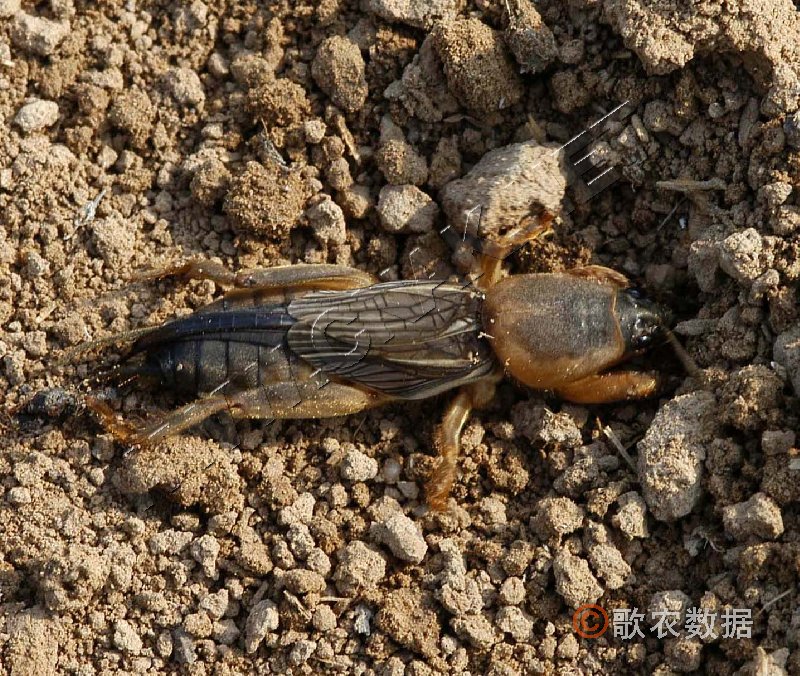  p>蝲蛄别称大头虾, a target="_blank" href="/item/鳌虾/8322070"