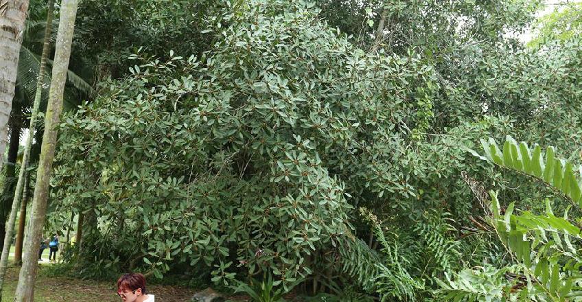  p>钝叶榕(学名: i>ficus curtipes  /i>corne