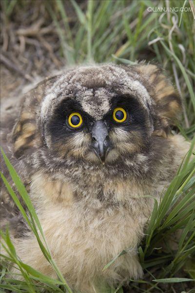  p>短耳鸮(学名: i>asio flammeus /i>)是 a target="_blank" href="