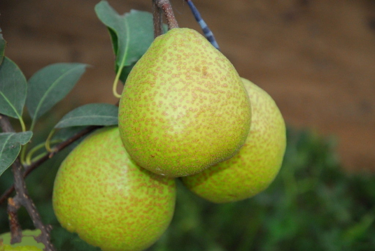 莱阳梨 百度百科