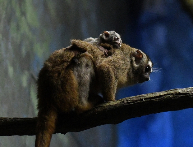  p>鬼夜猴(学名: i>aotus lemurinus /i>)是 a href="#" data-lemmaid