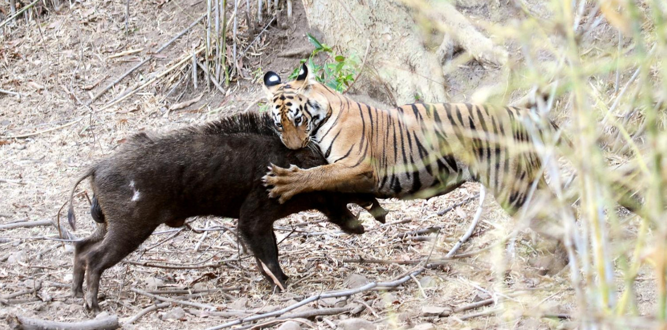 狮、虎和美洲虎狩猎行为学比较，揭示三大猫科的解剖学差异_百科TA说