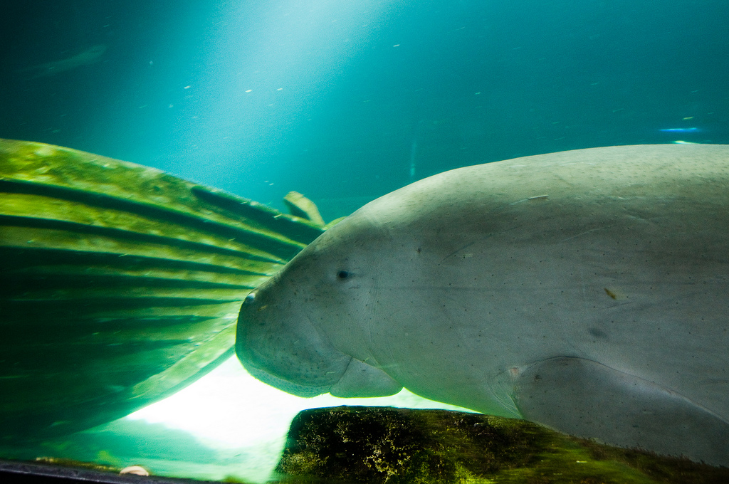  p>儒艮(学名: i>dugong dugon /i>),是一种海洋草食性 a href="#"