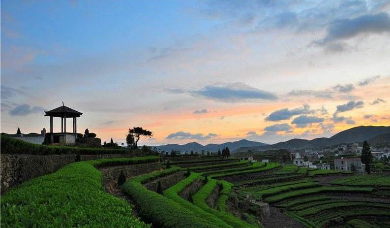 大坪生态观光茶园