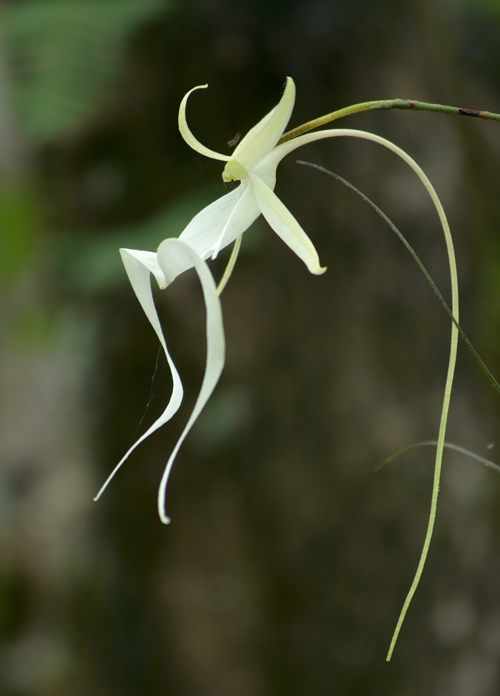  p>鬼兰(学名: i>dendrophylax lindenii /i>)是兰科幽灵兰属植物,多