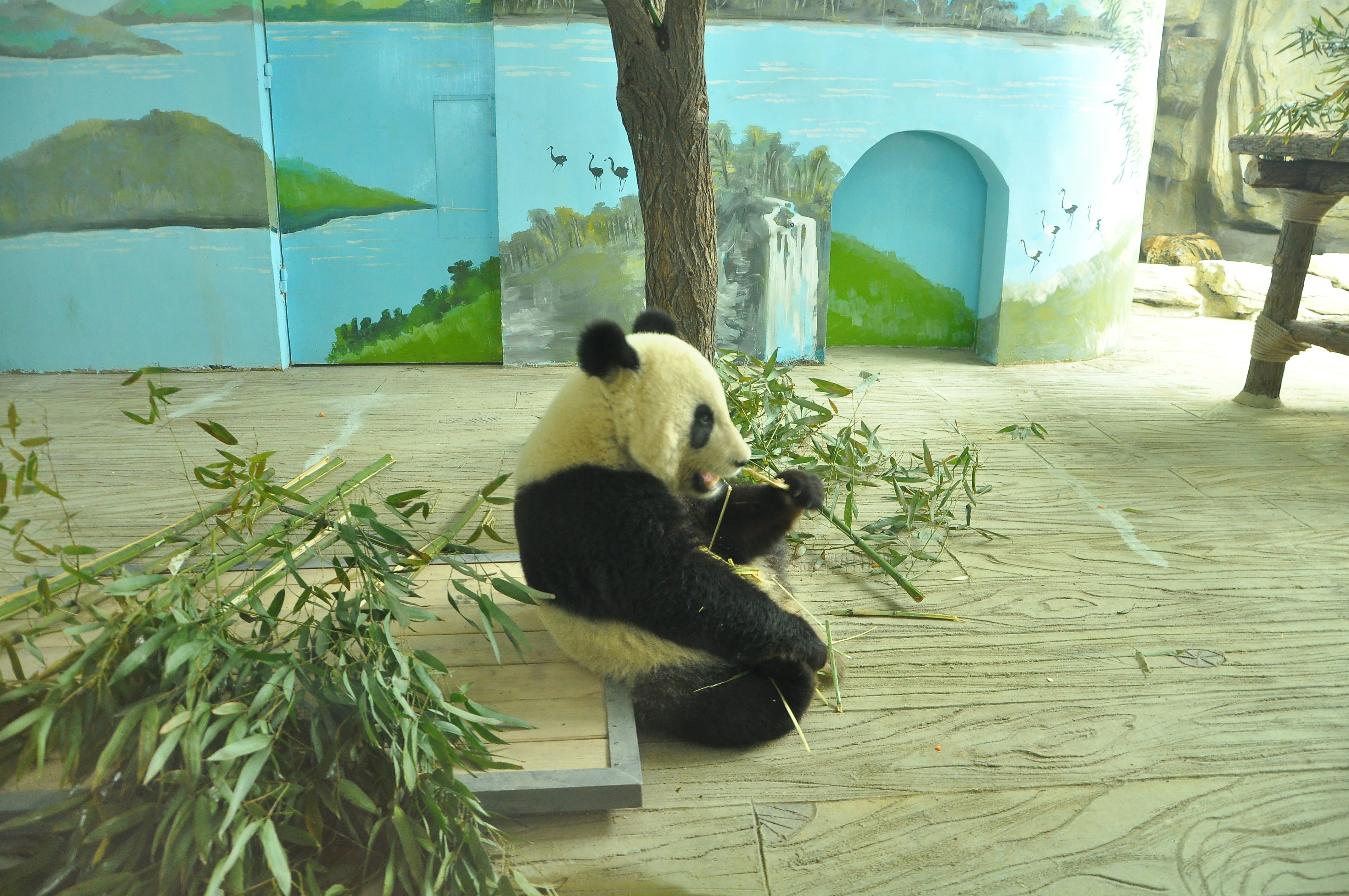 1960年5月1日开放,1989年9月8日改称济南动物园;济南动物园位于山东省