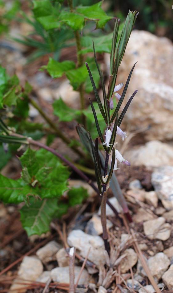  p>卷叶黄精(学名: i>polygonatum cirrhifolium /i> (wall.