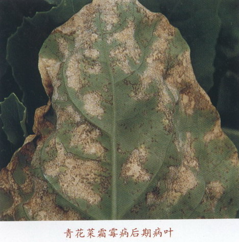  p>寄生霜霉芸薹属变种,分甘蓝型和白菜型两个生理小种,属鞭毛菌亚门