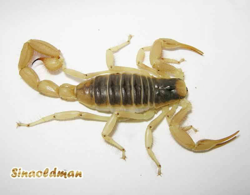 亚利桑那沙漠金蝎