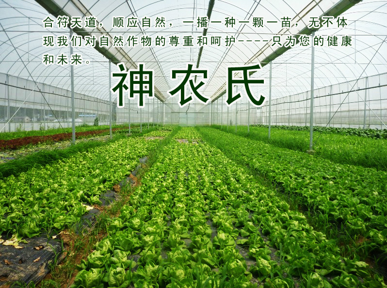 阳谷神农氏蔬菜专业合作社