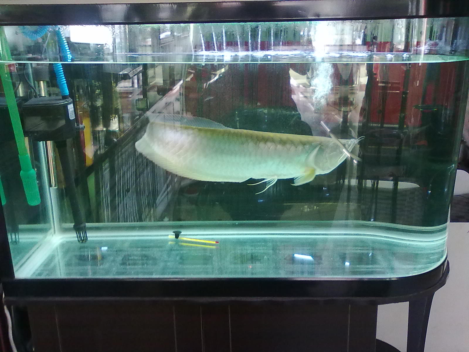  p>银龙鱼别名 a>银带鱼 /a>,银船鱼,龙吐珠