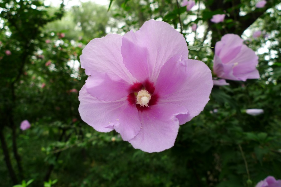  p>塔依毛西亚花是斐济国的国花,生长在在斐济的花园之岛 — 塔妙妮岛