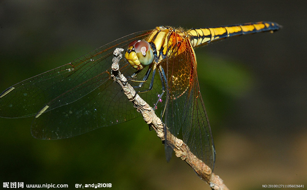  p>蜻蜓科/蜻蛉目,成虫出现於6至8月,生活在南部低海拔山区的溪流环境