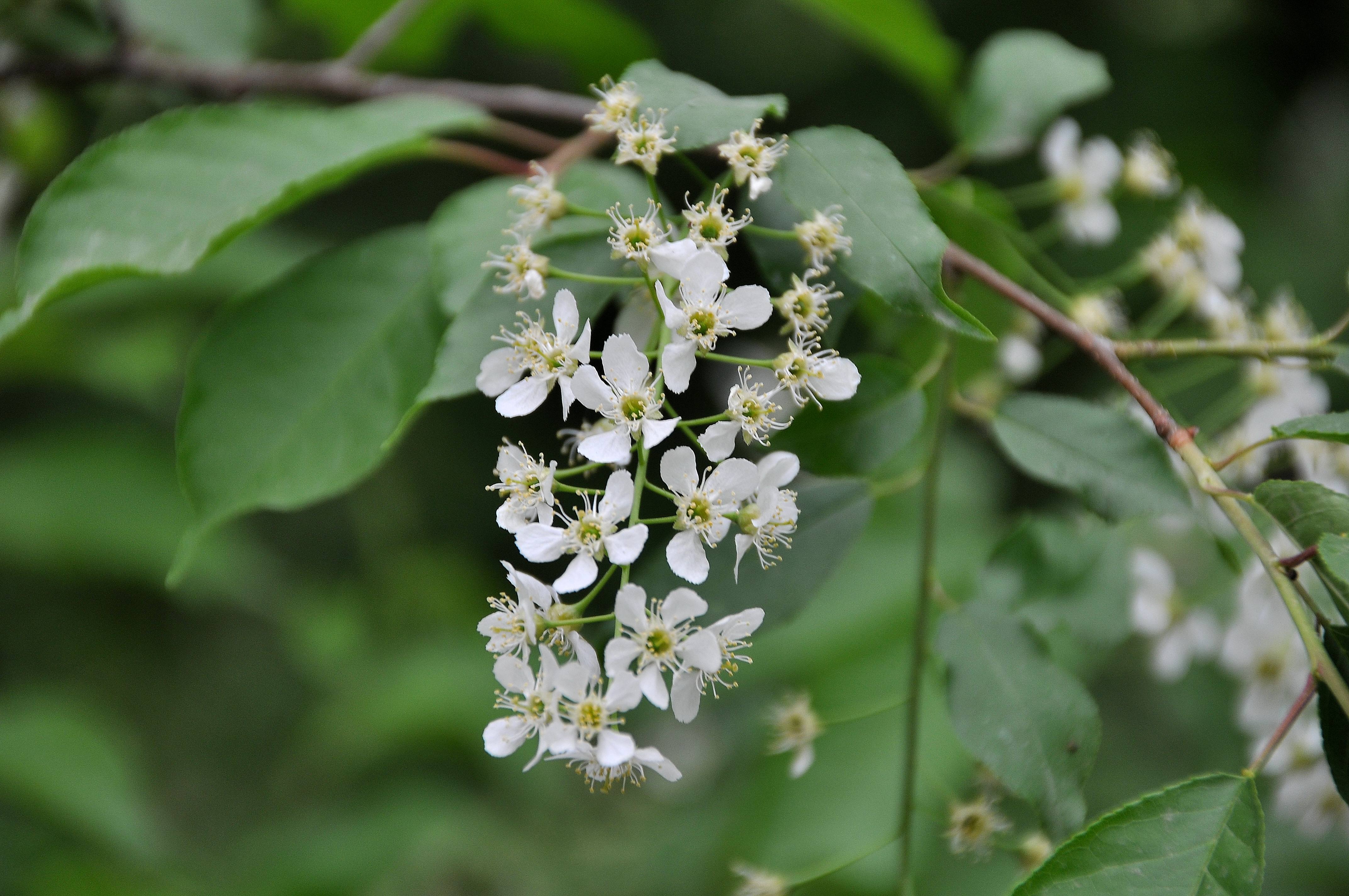  p>稠李(学名: i>padus racemosa /i> (linn.) gilib.