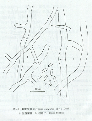 本种的特点是担子果呈淡紫褐色或紫黑色,生殖菌丝具简单隔膜,担孢子