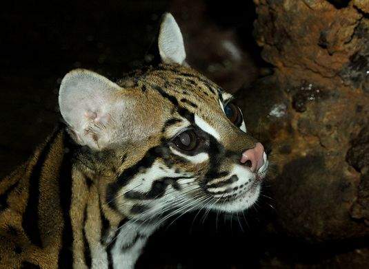  p>虎猫(学名: i>leopardus pardalis /i>):共有10个 a href="#" data