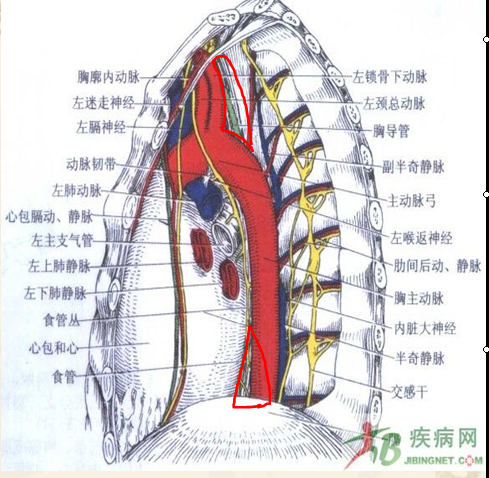 食管三角