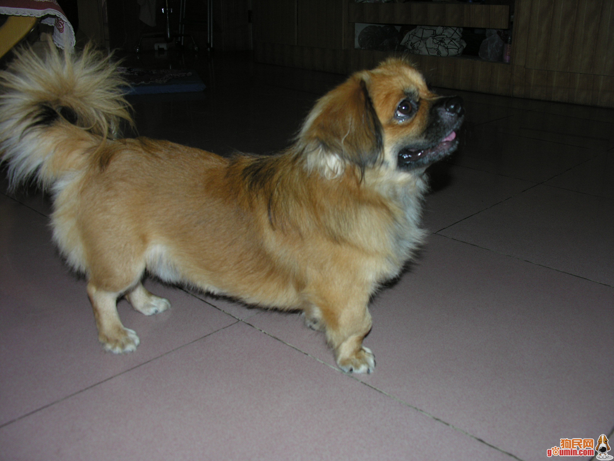  p>西藏猎犬(tibetan spaniel),人们通常称之为" a href="#" data
