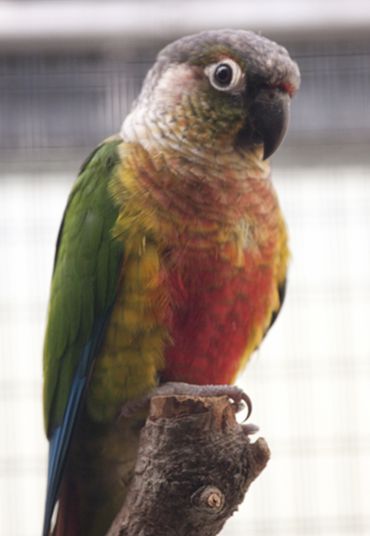  p>灰胸锥尾鹦鹉(学名:pyrrhura griseipectus)是典型的 a href="#"