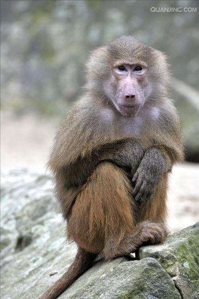  p>狒狒(学名: i>papio /i>):灵长目 a target="_blank" href="/item