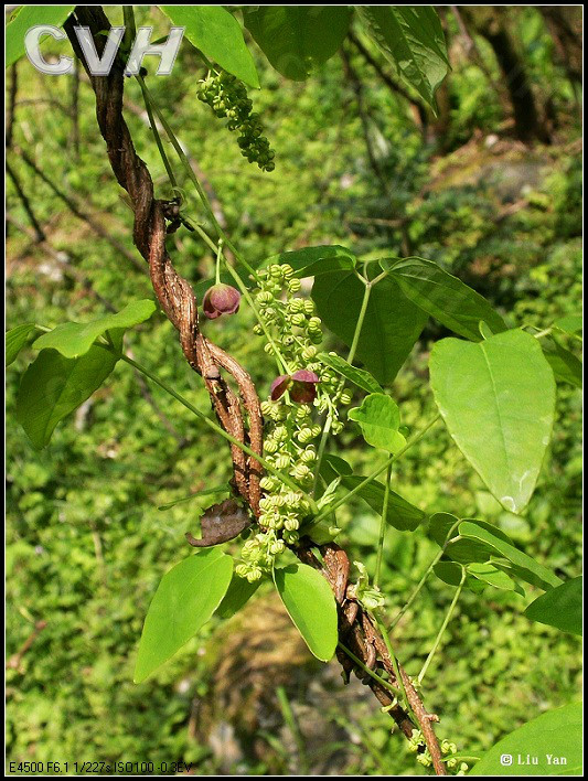  p>三叶木通(学名: i>akebia trifoliata  /i> i>(thunb.