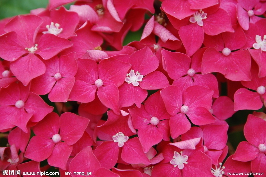 bosser)是茜草科团花属植物,落叶大乔木,高达30米;树干通直,基部略