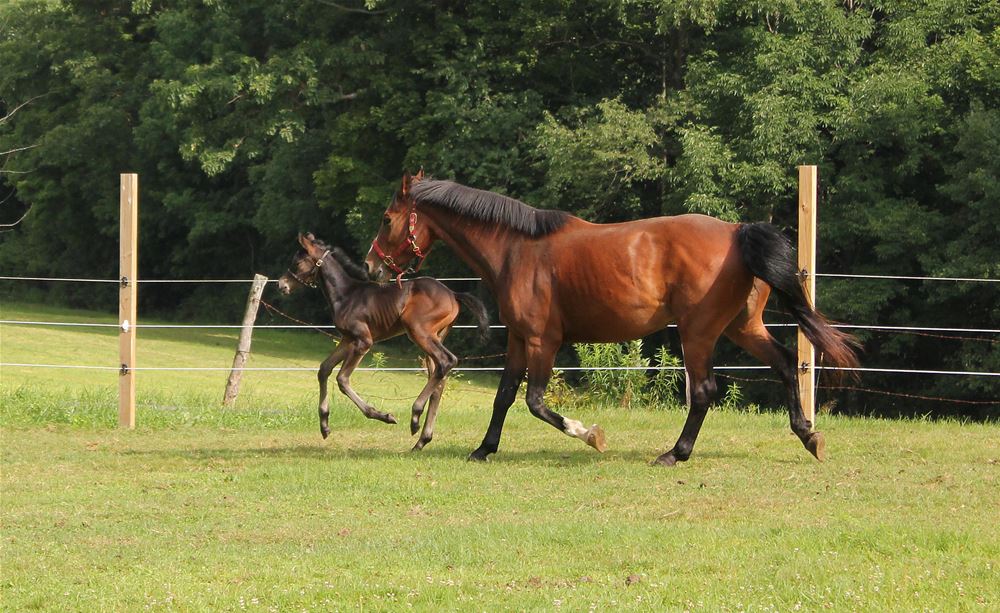  p>家马(学名: i>equus caballus caballus /i>, i>equus ferus