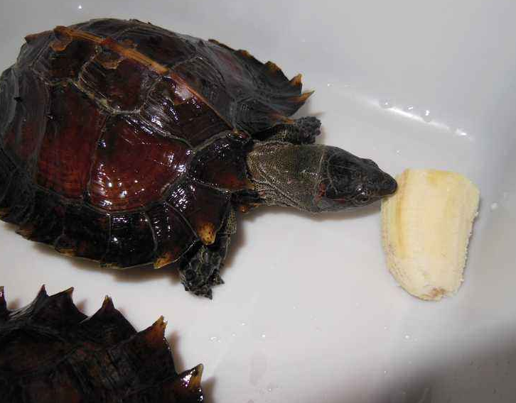  p>又名刺山龟(spinyturtle),背甲的长度在175mm到220mm,体重1.