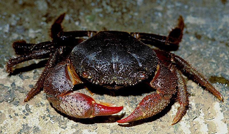  p>光手酋妇蟹因一对粗壮的螯脚表面光滑而得到「光手」这个名字,是