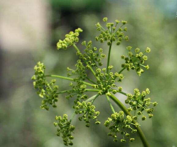 boissieu)是伞形科羌活属植物.