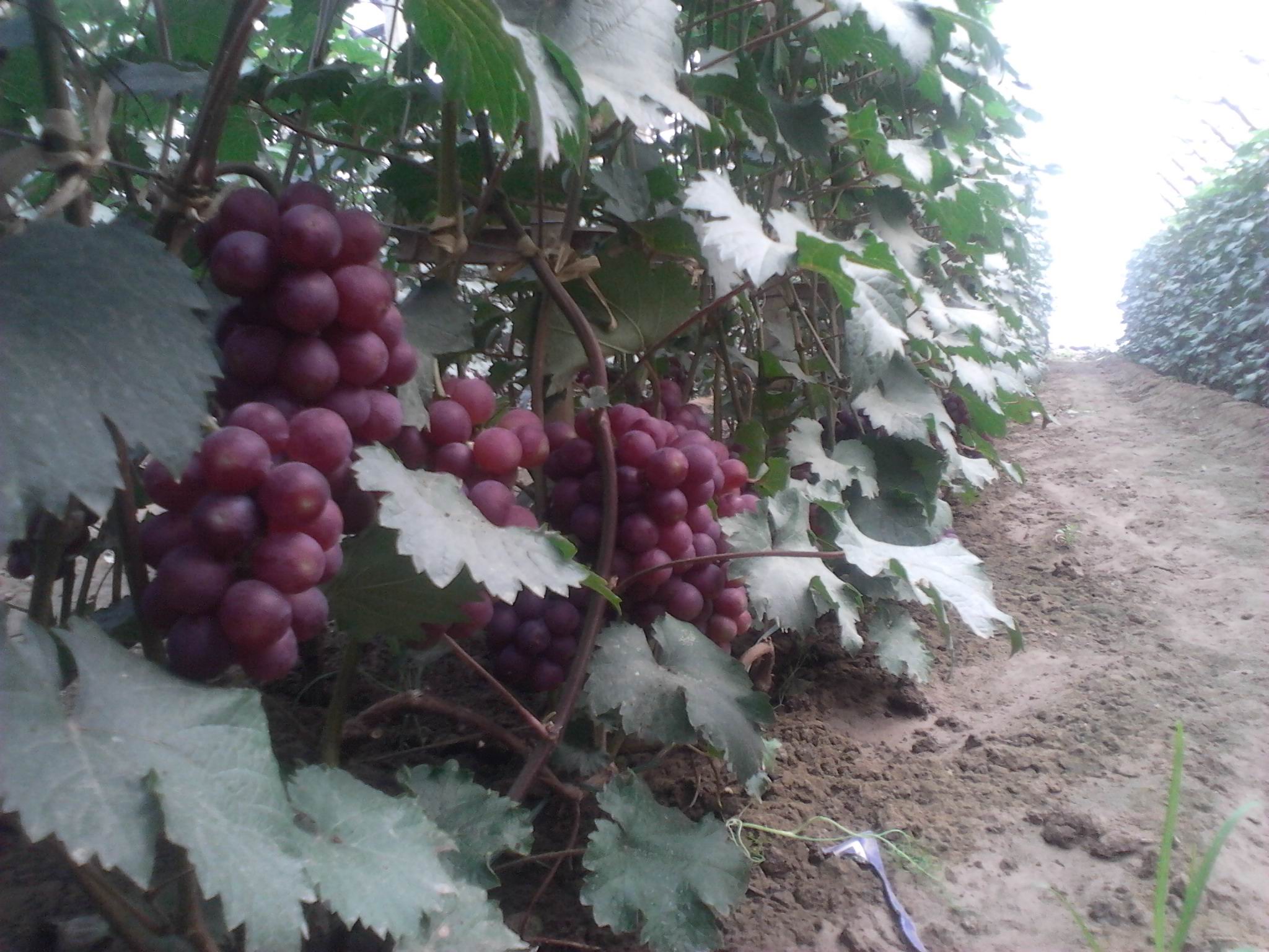  p data-id="gnaqbiikh0">黑蜜葡萄属于欧美杂交种, a target="_blank