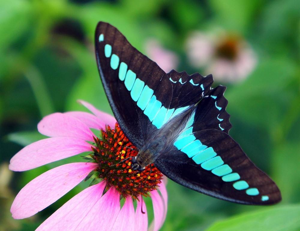 id="2103696">凤蝶科 /a> a href="#" data-lemmaid="5811">蝴蝶 /a>