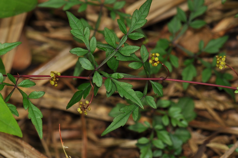  p>白蔹(学名: i>ampelopsis japonica /i> (thunb.