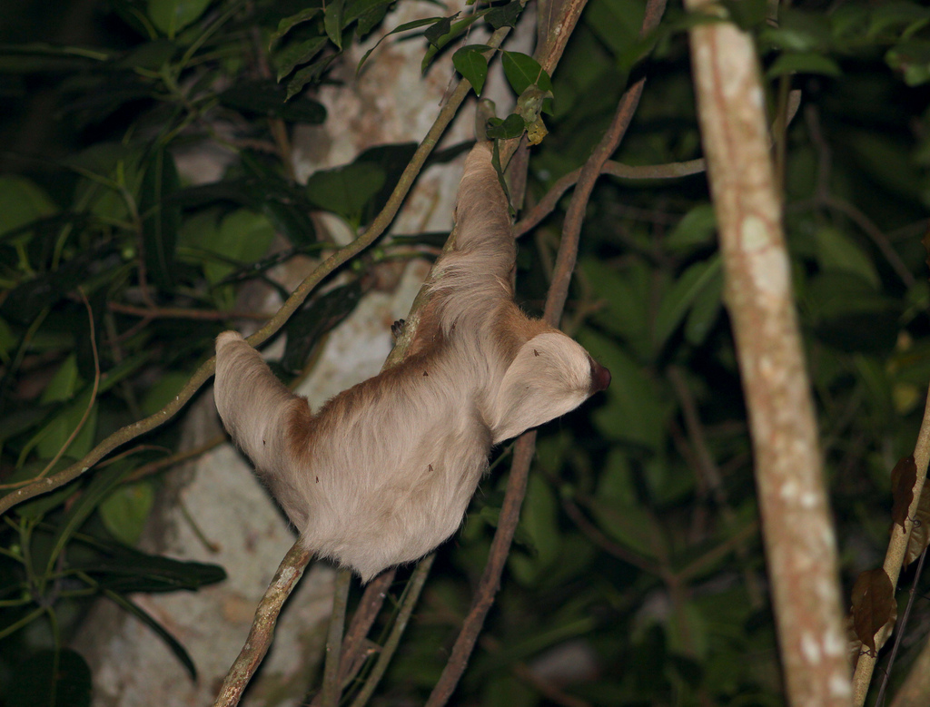  p>霍氏树懒(学名:choloepus hoffmanni)是中美洲及南美洲的一种树懒.