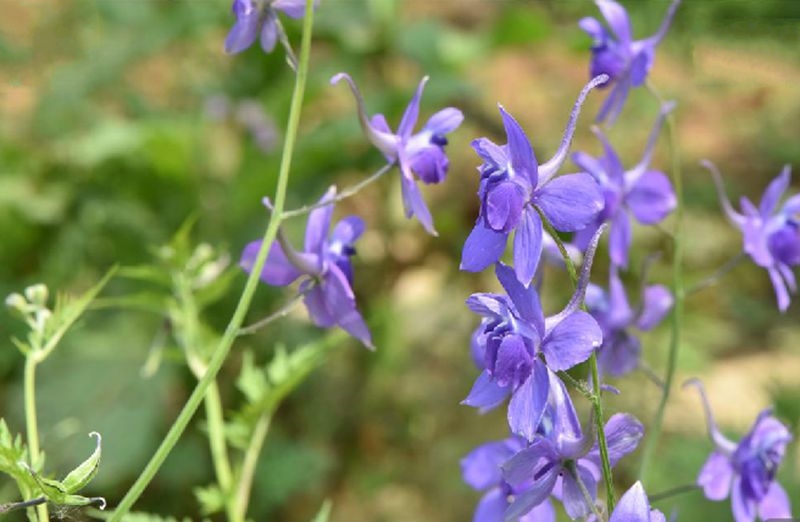  p>大花还亮草(学名: i>delphinium anthriscifolium /i> hance var.