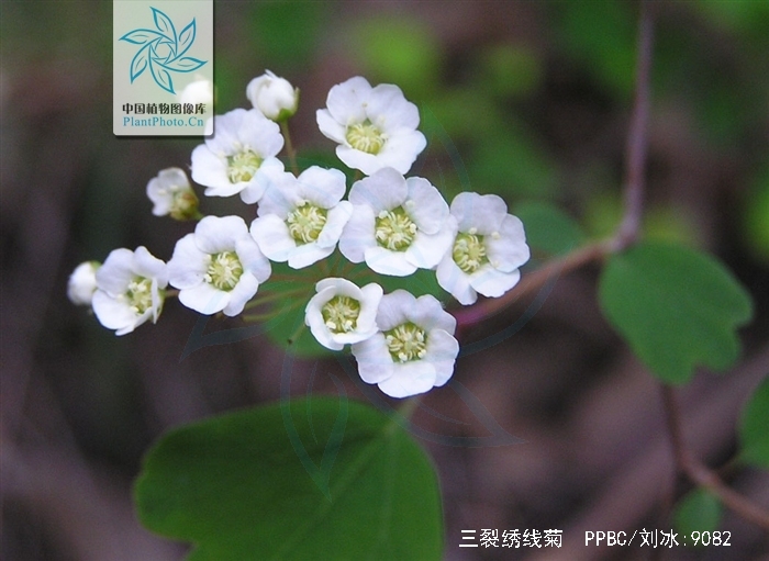 三裂绣线菊