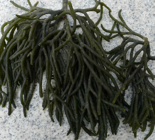 水松（中药）_百度百科