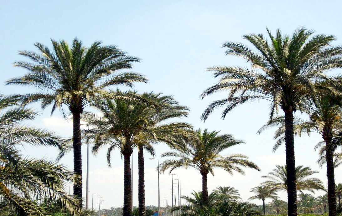  p>伊拉克蜜枣,棕榈科 a target="_blank" href="/item/刺葵属">刺葵