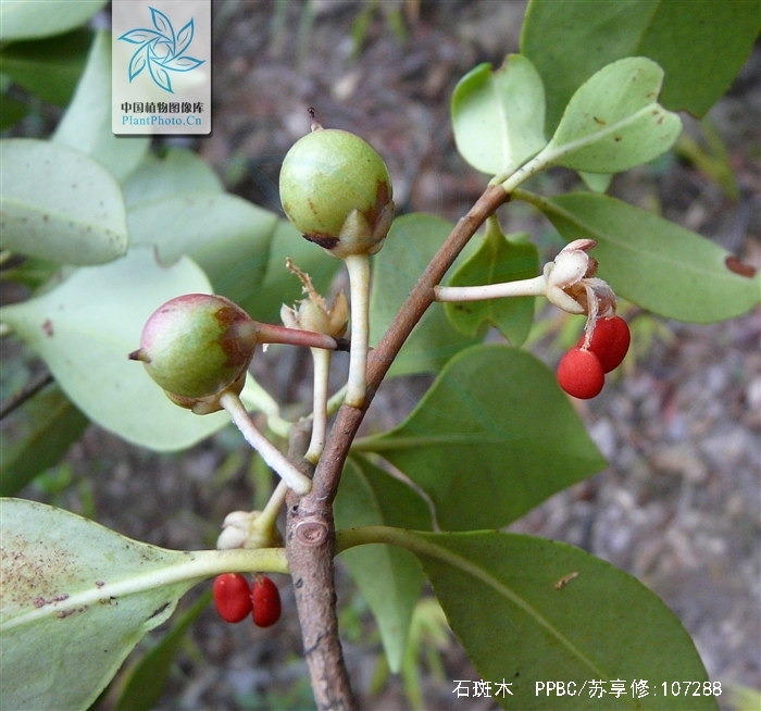  p>石斑木(学名: i>rhaphiolepis indica  /i>(l.) lindl.