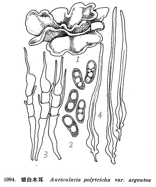  p>中文学名:银白木耳,子实体中等至较大, 胶质,近透明,盘状至耳状