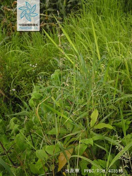  p>水蔗草, a target="_blank" href="/item/中药/295975" data-lemma