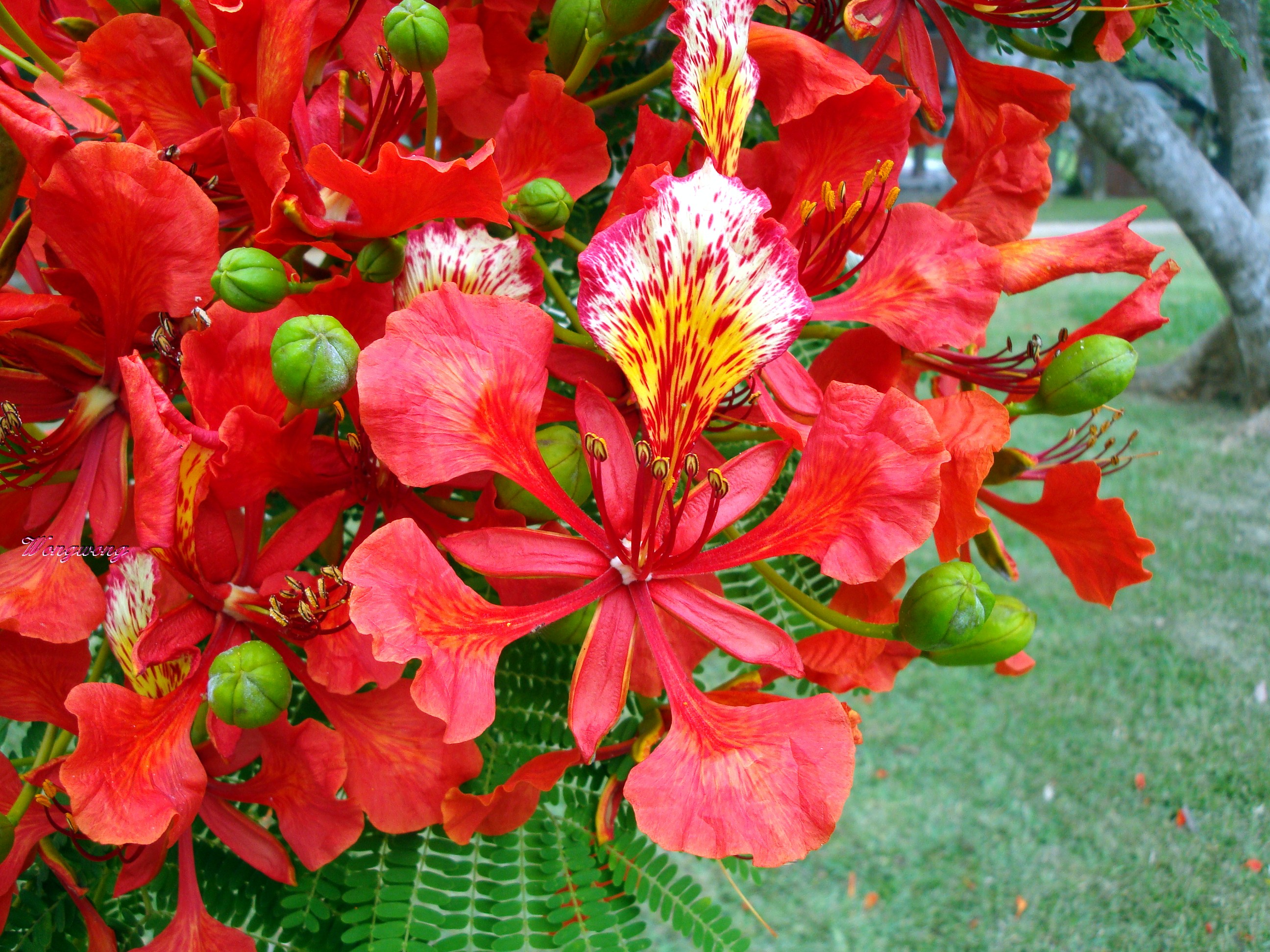 regia),取名于"叶如飞凰之羽,花若丹凤之冠",别名金凤花, a target="