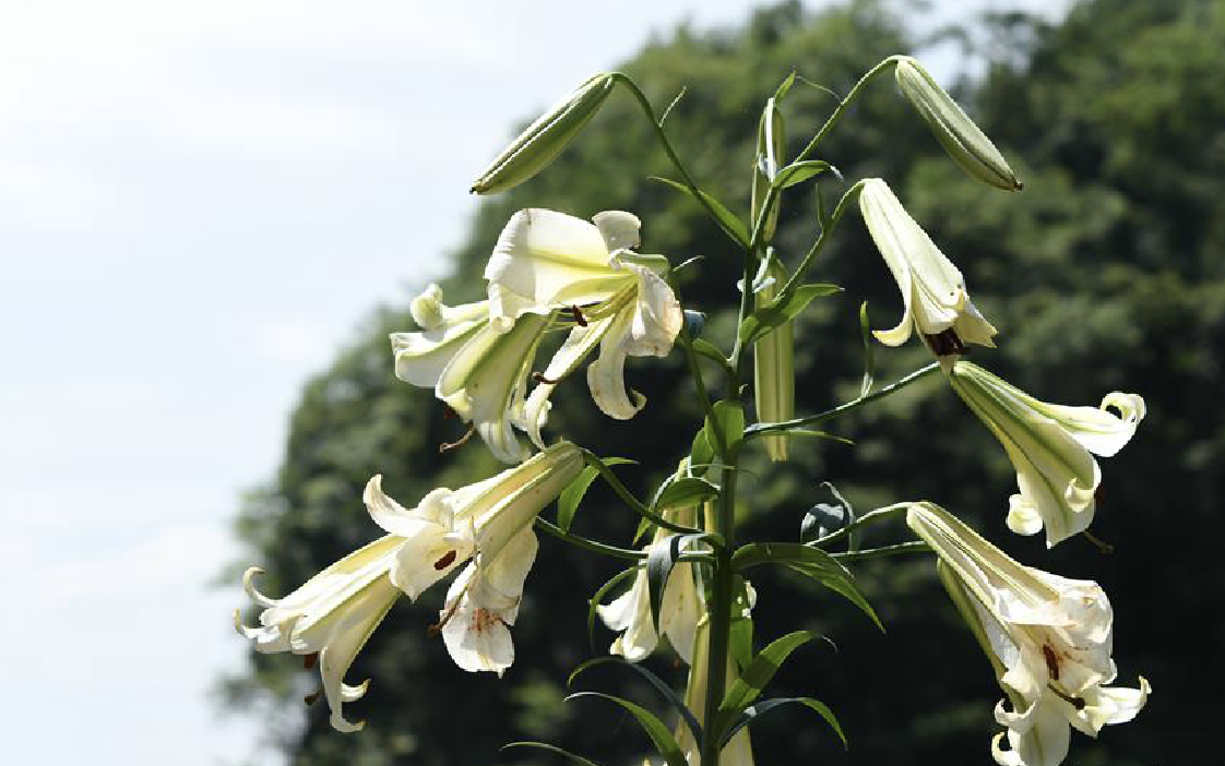 (学名:l i>ilium leucanthum /i> (baker) baker)是百合科百合属植物
